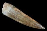Fossil Plesiosaur (Zarafasaura) Tooth - Morocco #172286-1